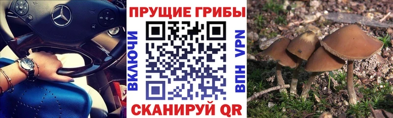 хочу   Димитровград  Псилоцибиновые грибы GOLDEN TEACHER 
